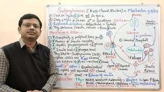 Diabetes Mellitus Part10 Mechanism of Action of Sulfonylurease  Antidiabetic Drugs  Diabetes [upl. by Olrac]