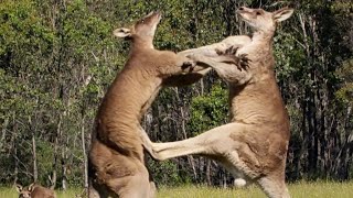 Filming The Kangaroo Boxing Fight  Wild Stories  BBC Earth [upl. by Gall]