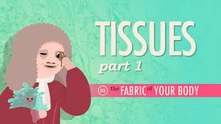 Tissues Part 1 Crash Course Anatomy amp Physiology 2 [upl. by Koenig954]