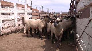 How To Handle Sheep  Part 1  General Principles for Handling Sheep [upl. by Edahs]