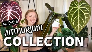 Full Anthurium Collection Tour  50 Plants from Common to ULTRA Rare [upl. by Yasibit526]