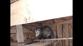 Opossum in the coop Killing chickens [upl. by Ajak676]