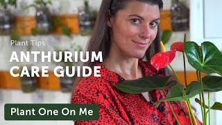 Ultimate ANTHURIUM Flamingo Flower Care Guide — Ep 195 [upl. by Airbmak]