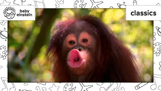 World Animal Adventure Part 1  Animal Videos for Kids  Baby Einstein [upl. by Adnor]