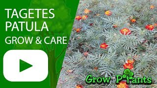 Tagetes patula  grow and care [upl. by Ellerihs]