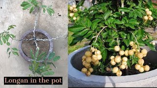 Growing Longan Fruit Tree in a Pot [upl. by Haek]