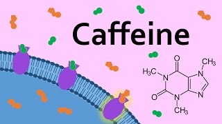 Caffeine and Adenosine Receptors [upl. by Aramal430]