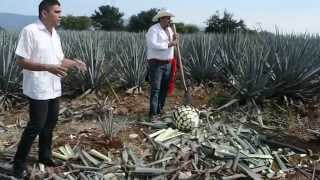 Cultivando y cosechando Agave Azul en Mundo Cuervo ExperienciaPresidente Tequila Jalisco [upl. by Zebadiah357]