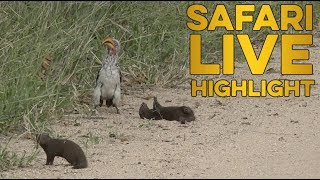 Hilarious dwarf mongoose plays dead for hornbill [upl. by Alleda]