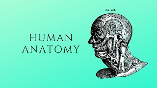 Human Anatomy 1  Anatomical Terminology [upl. by Enihpesoj790]