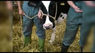 Cattle restraint methods [upl. by Toolis]