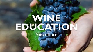 WINE EDUCATION  Viticulture [upl. by Suoirtemed832]