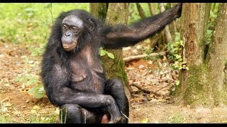 Bonobos play to the beat [upl. by Godfree924]