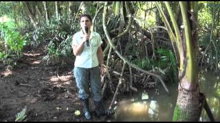 ¿Qué es un estuario Reserva Natural Caño Boquilla en Mayagüez [upl. by Warram]