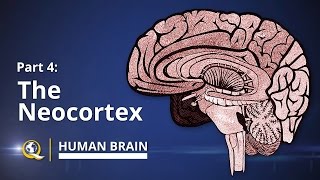 Neocortex  Human Brain Series  Part 4 [upl. by Nawk]