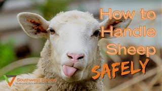 How to Handle Sheep [upl. by Norene]