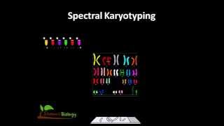 Spectral karyotyping [upl. by Bremen]