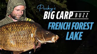 Peckys Big Carp Buzz  French Forest Lake [upl. by Peatroy]