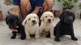 Labrador puppy for sale [upl. by Leciram]