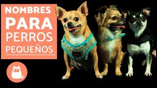 Nombres para PERROS PEQUEÑOS machos y hembras [upl. by Hube]