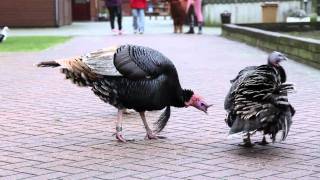 Dieren op de kinderboerderij [upl. by Miarhpe]