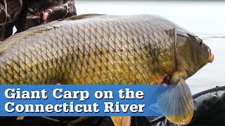 Connecticut River Carp Fishing  S13 E1 [upl. by Marita]