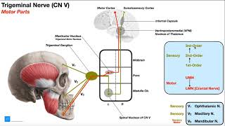 Anatomy Dissected Cranial Nerve V trigeminal nerve [upl. by Holsworth]