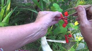 Hand pollinating the Black Coat Scarlet Runner Beans [upl. by Cavan]