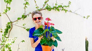 ANTHURIUM CARE A BEAUTIFUL BLOOMING INDOOR PLANT JOY US GARDEN [upl. by Arleen]