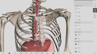 Esophageal Sphincters  Anatomy [upl. by Dorothee]