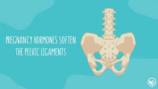 How pregnancy changes your pelvis [upl. by Anitsud]