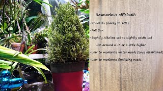 🌱 Growing Rosemary Indoors  How to Not Kill Your Rosemary [upl. by Isador232]