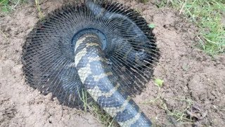 9 Most Dangerous Animal Traps [upl. by Loriner77]