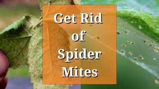 Get Rid of Spider Mites [upl. by Gemina]