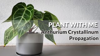 Anthurium Crystallinum Propagation [upl. by Dlnaod]