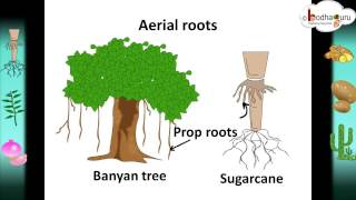 Scinece  Root system and root modifications – Hindi [upl. by Niu]