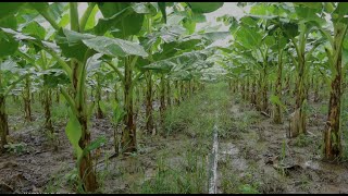 banana plantation techniques  banana field overview [upl. by Irreg]