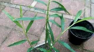 Zelf gember kweken DIY Grow your own ginger [upl. by Amble971]