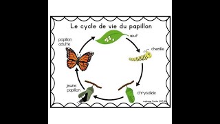 cycle de vie papillon [upl. by Ahselet]