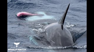 Killer Whales Mating [upl. by Loesceke952]