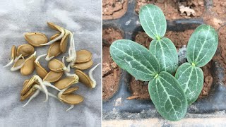 How to grow pumpkin from seeds at home  Method of propagation of pumpkin from seeds [upl. by Hanan359]