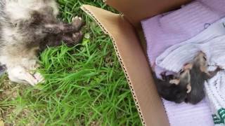 Possum rescue  7 baby opossums rescued from deceased mom opossum [upl. by Moselle948]