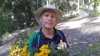 How to grow Mexican Bush Marigold Tagetes lemmonii [upl. by Hofmann]