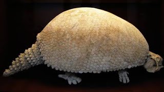 The Glyptodon Was A Prehistoric Armadillo So Big That Early Humans Used Its Shells For Shelters [upl. by Assin282]