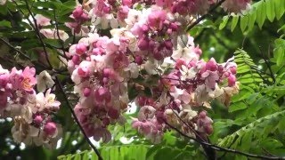 Cassia javanica the rainbow shower tree [upl. by Papageno]