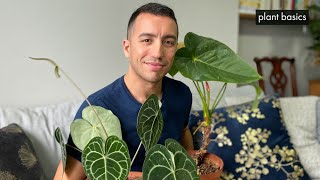 Anthurium Care Repotting amp Propagation Guide [upl. by Roselin169]