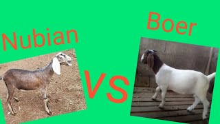 Boer goat vs anglo nubian 2020 [upl. by Nairadal]