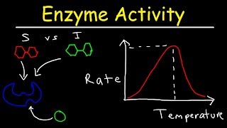 Factors Affecting Enzyme Activity  pH Temperature Competitive and Noncompetitive Inhibition [upl. by Nolos]