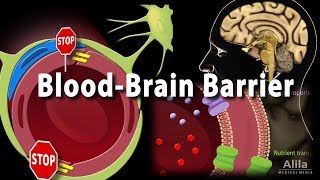 Blood Brain Barrier Animation [upl. by Jestude847]