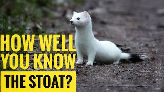 Stoat  Description Characteristics and Facts [upl. by Atsira]